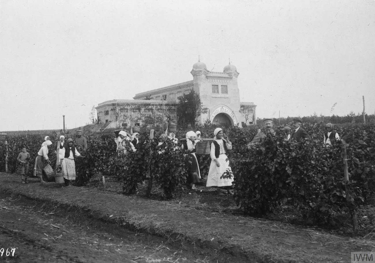 Culesul strugurilor lângă Segarcea, fotografie de arhivă din perioada 1916–1918